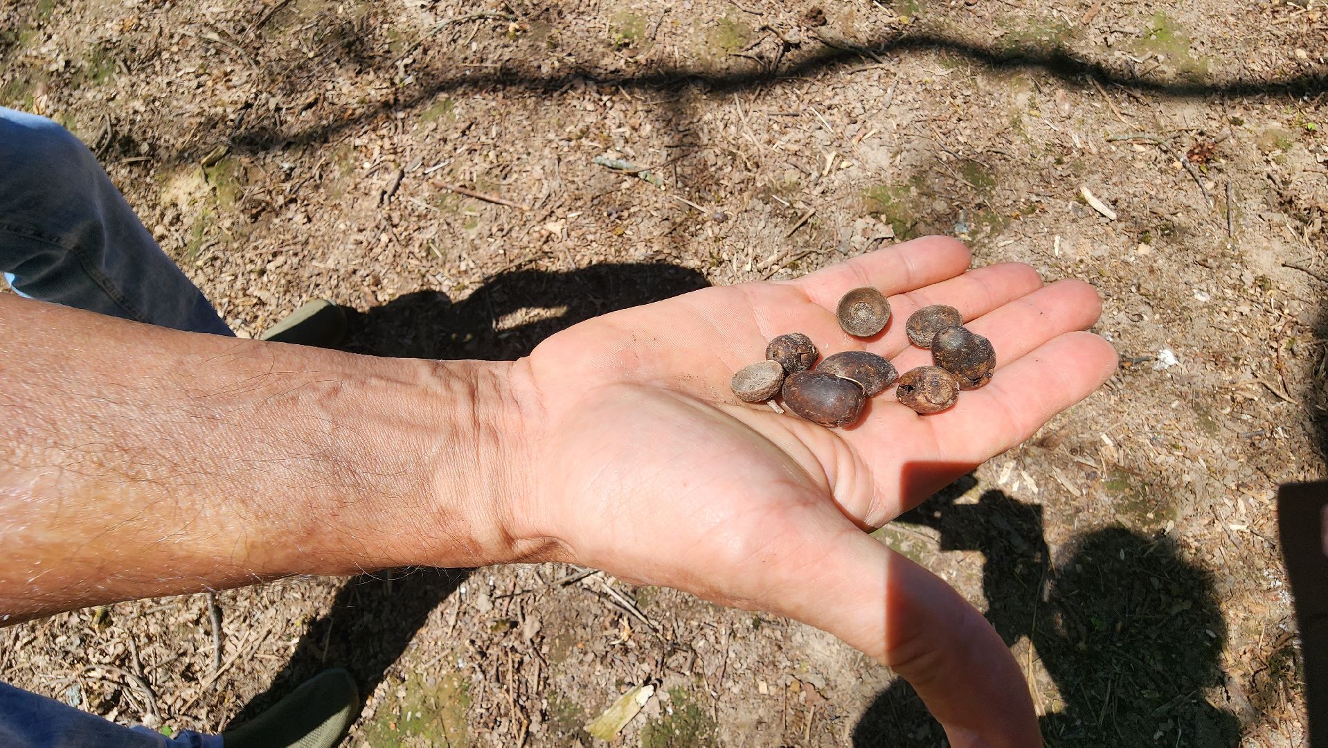 история, экология, дерево, краеведение,