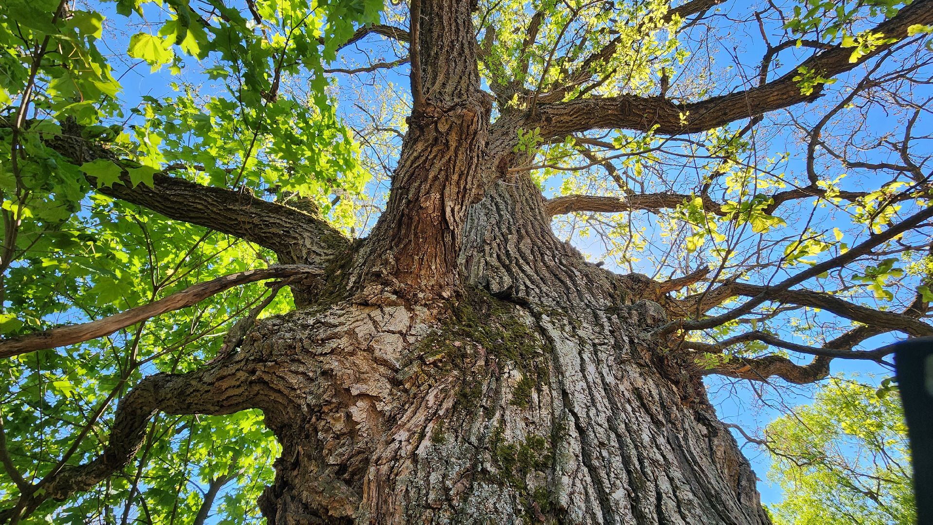 история, экология, дерево, краеведение,