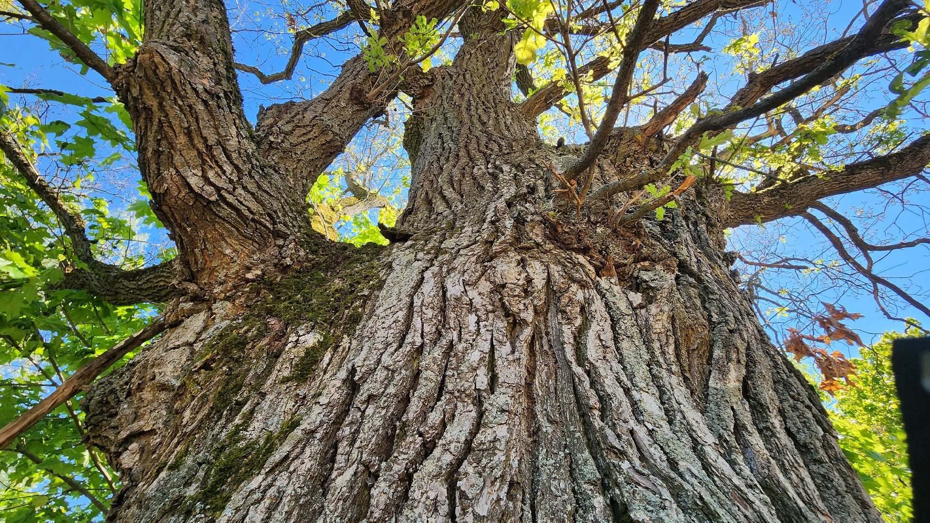 история, экология, дерево, краеведение,