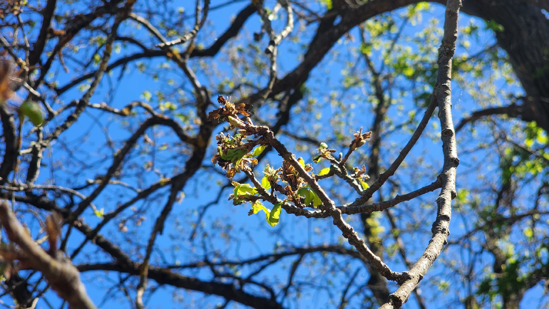 история, экология, дерево, краеведение,