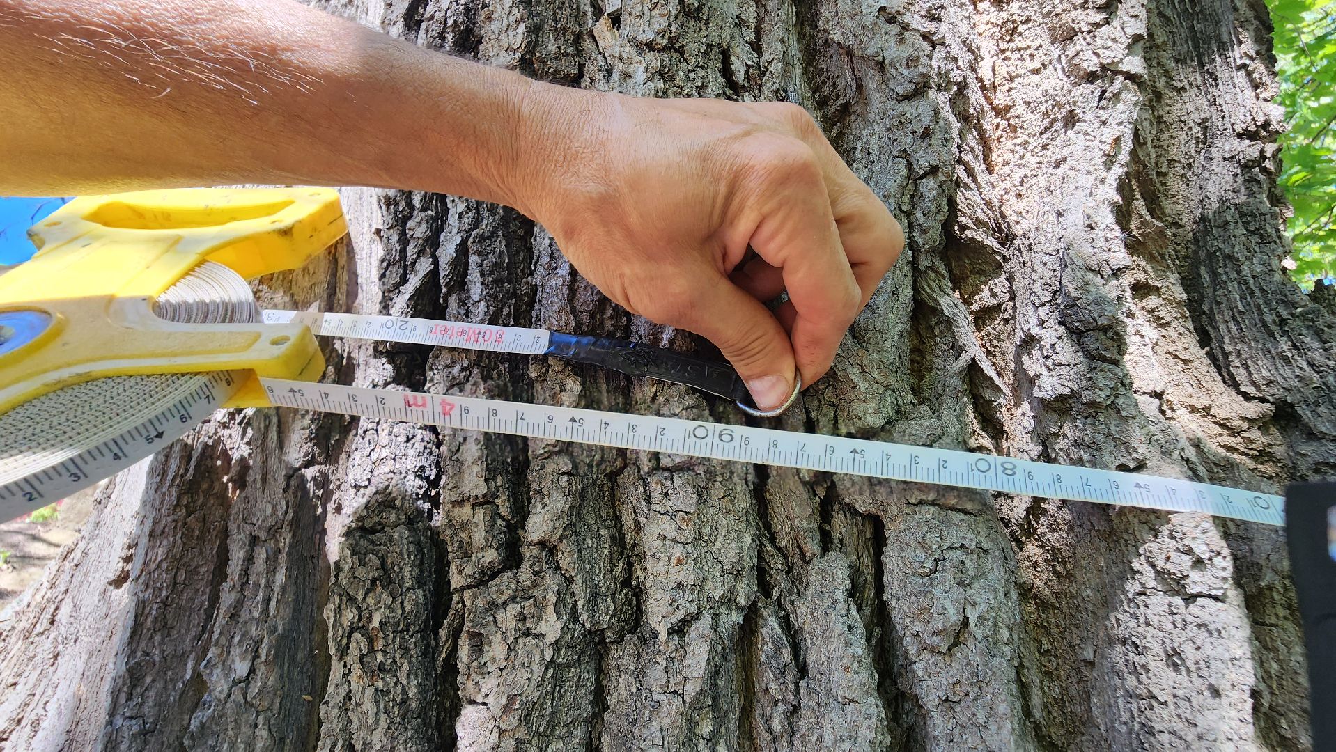 история, экология, дерево, краеведение,