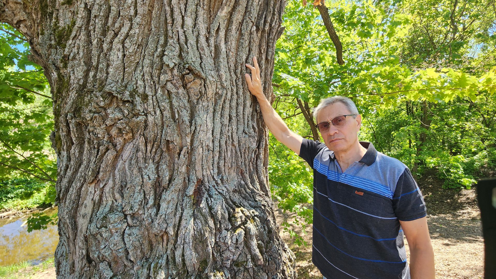 история, экология, дерево, краеведение,