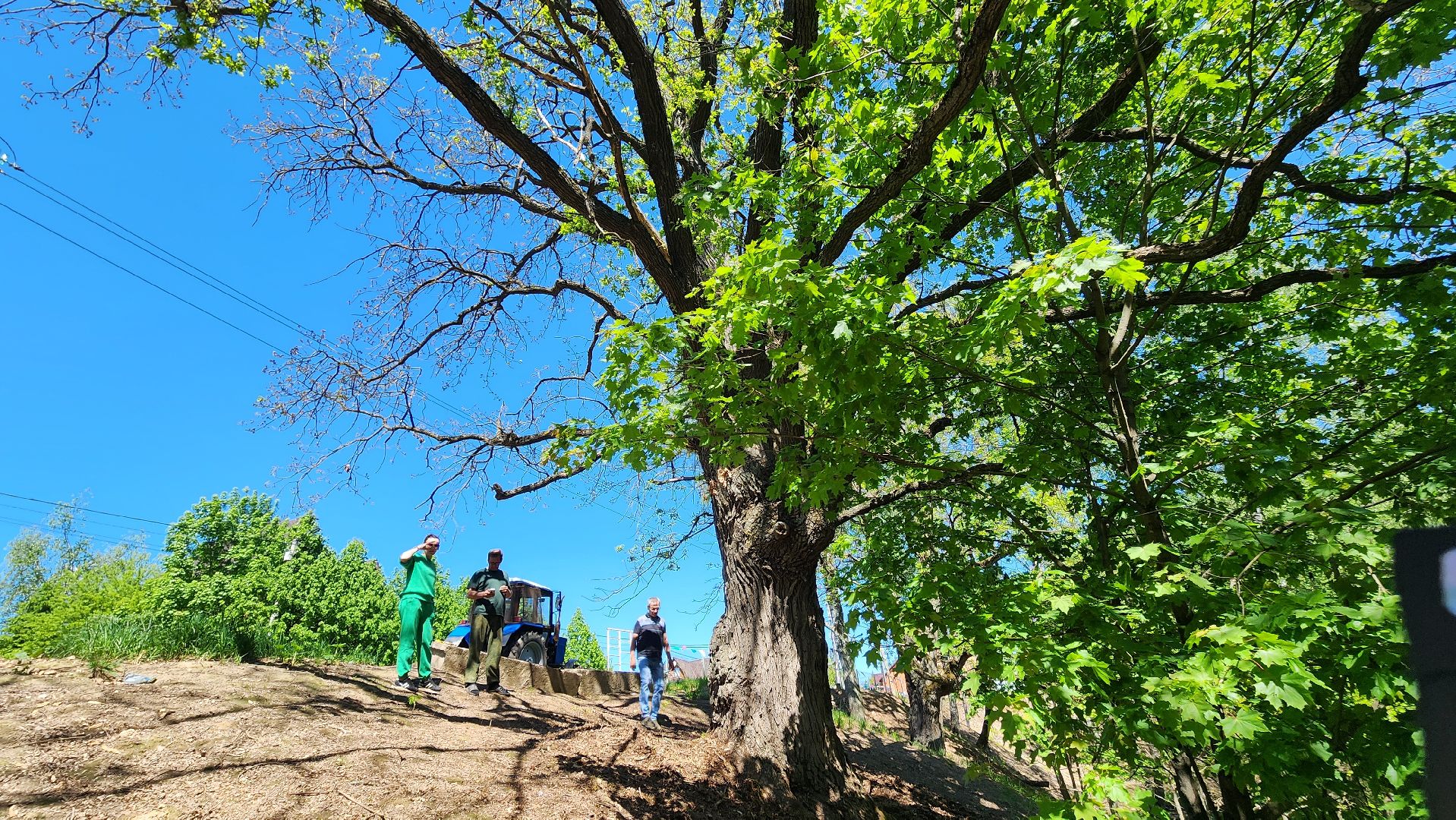 история, экология, дерево, краеведение,