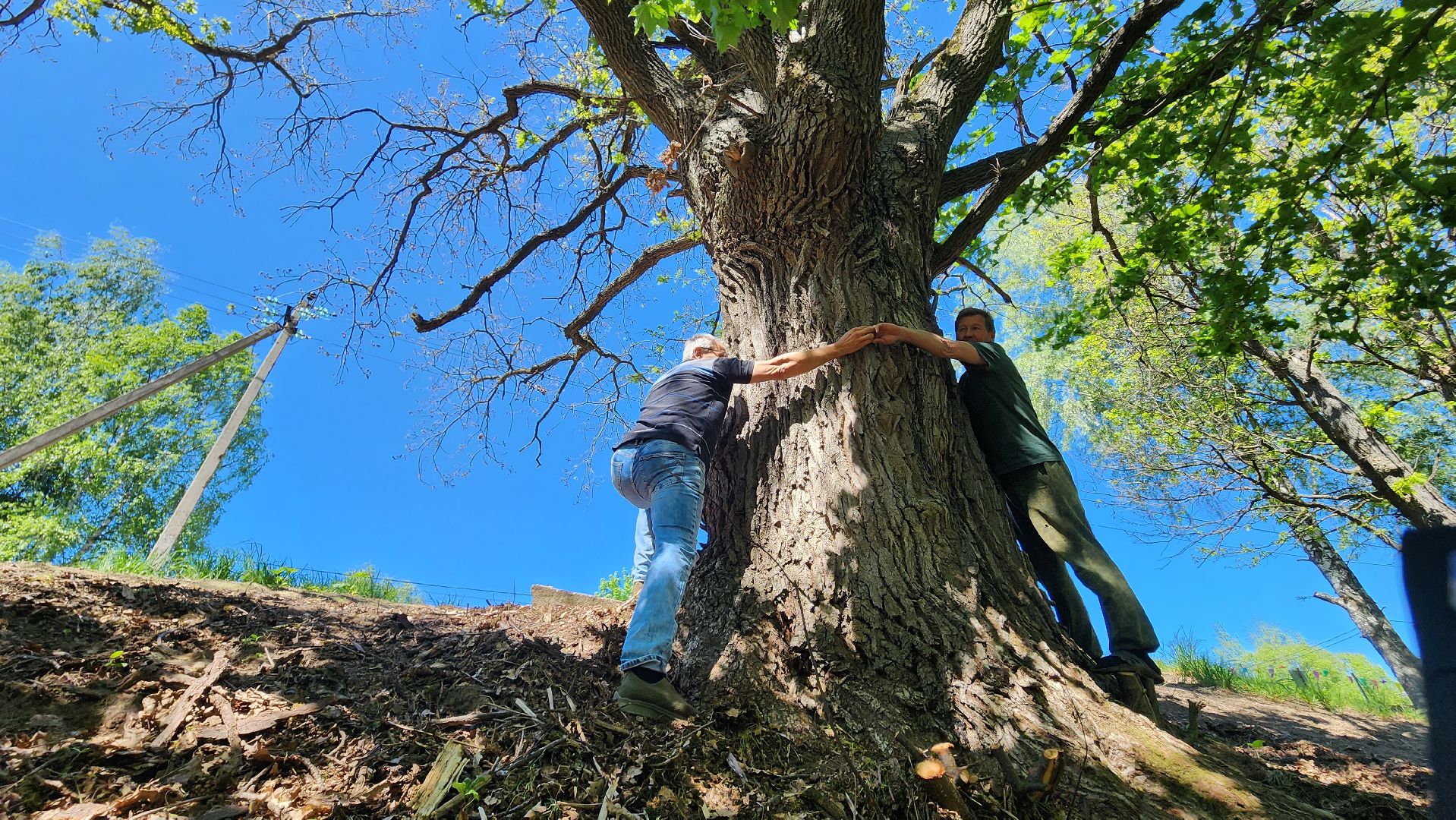 история, экология, дерево, краеведение,
