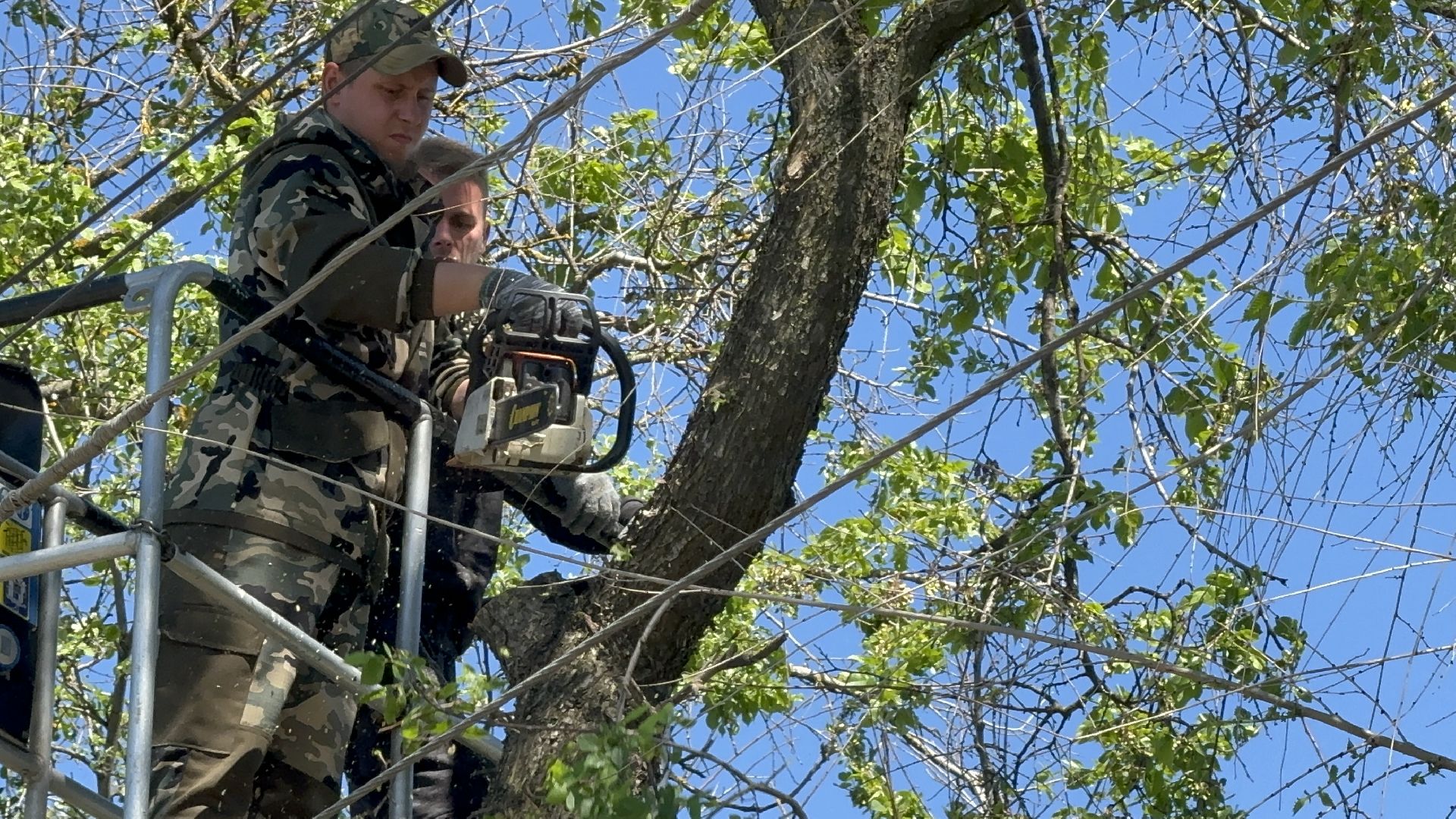 Солнечногорск, Опиловка деревьев, жители, выездная администрация, глава,