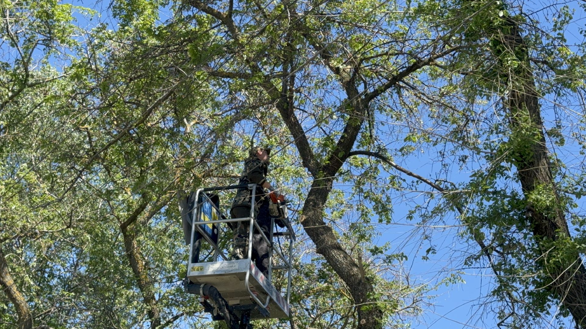 Солнечногорск, Опиловка деревьев, жители, выездная администрация, глава,