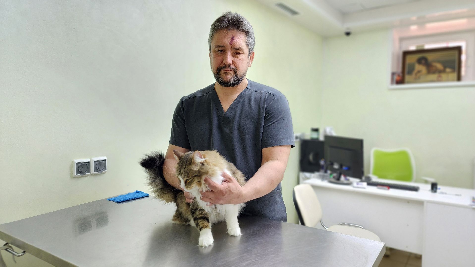 пироплазмоз, питомцы, ветеринар, сезон клещей, протвино,