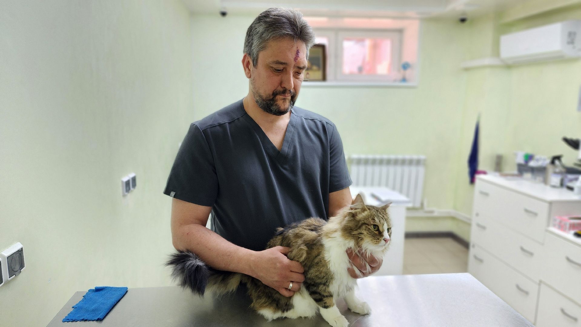 пироплазмоз, питомцы, ветеринар, сезон клещей, протвино,