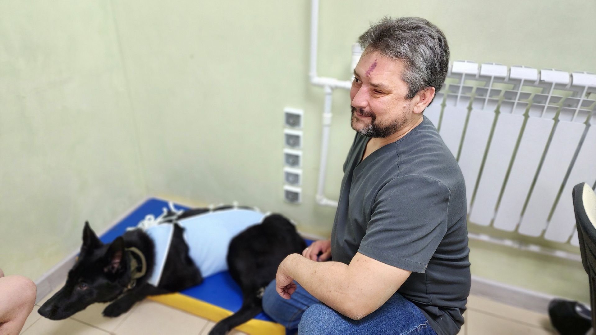 пироплазмоз, питомцы, ветеринар, сезон клещей, протвино,