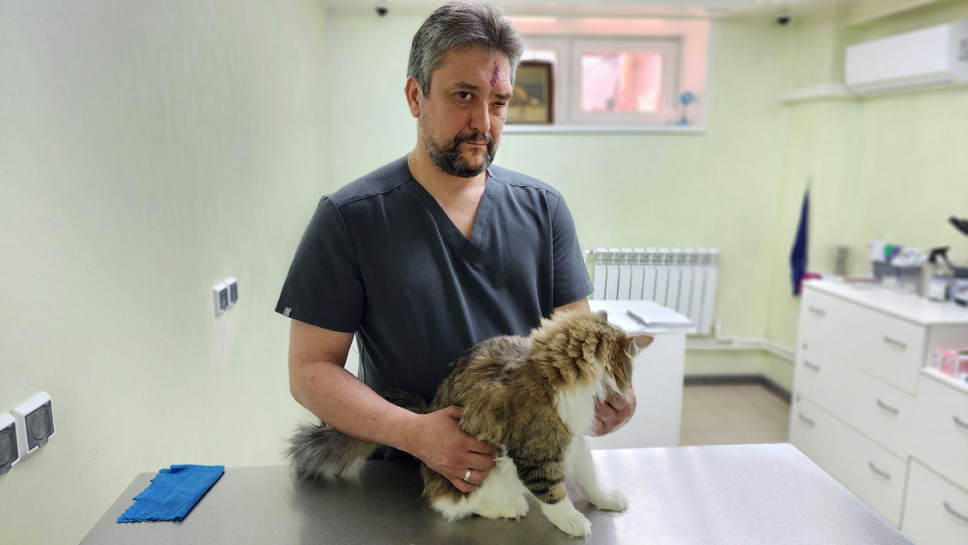 пироплазмоз, питомцы, ветеринар, сезон клещей, протвино,