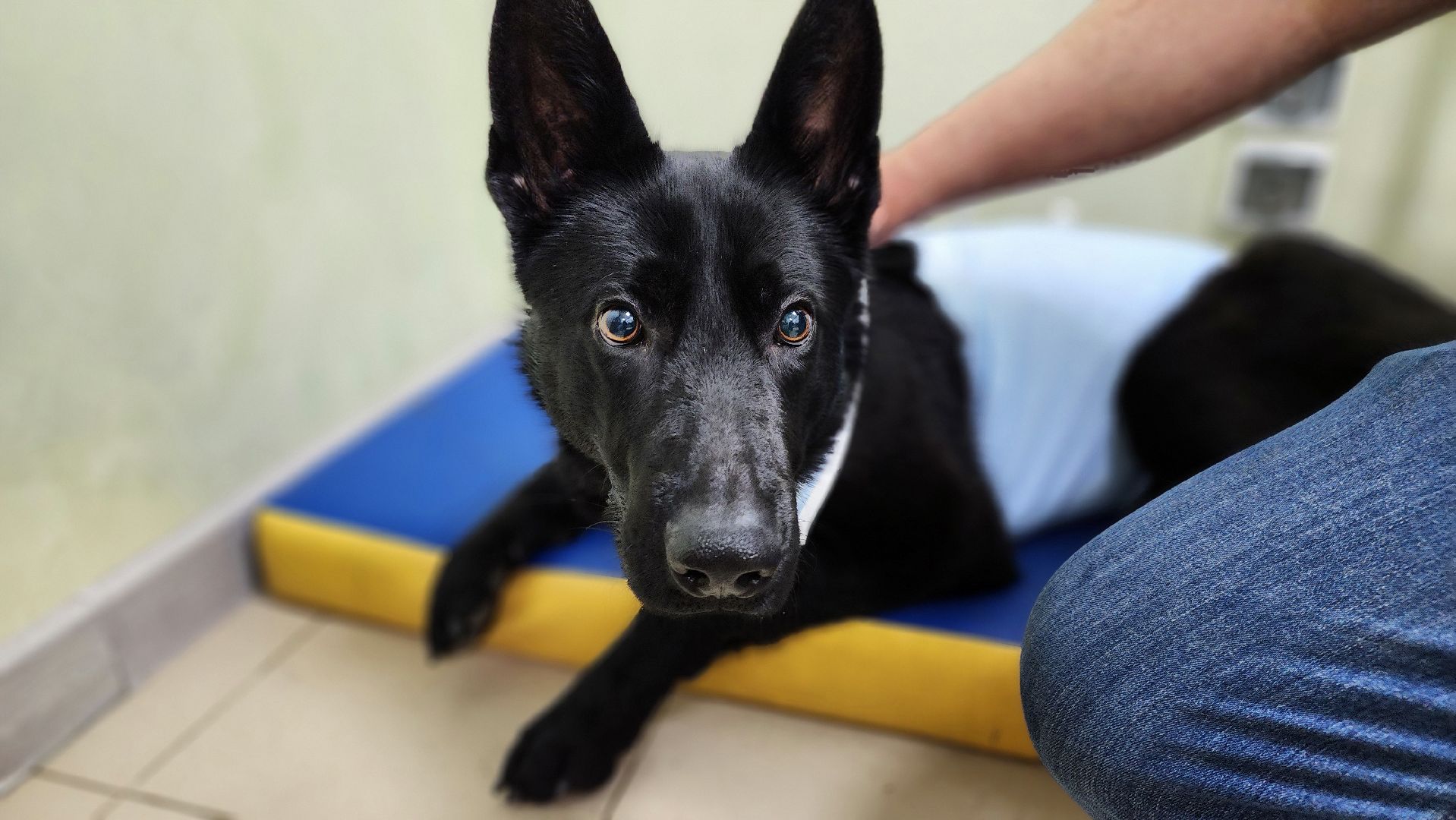 пироплазмоз, питомцы, ветеринар, сезон клещей, протвино,