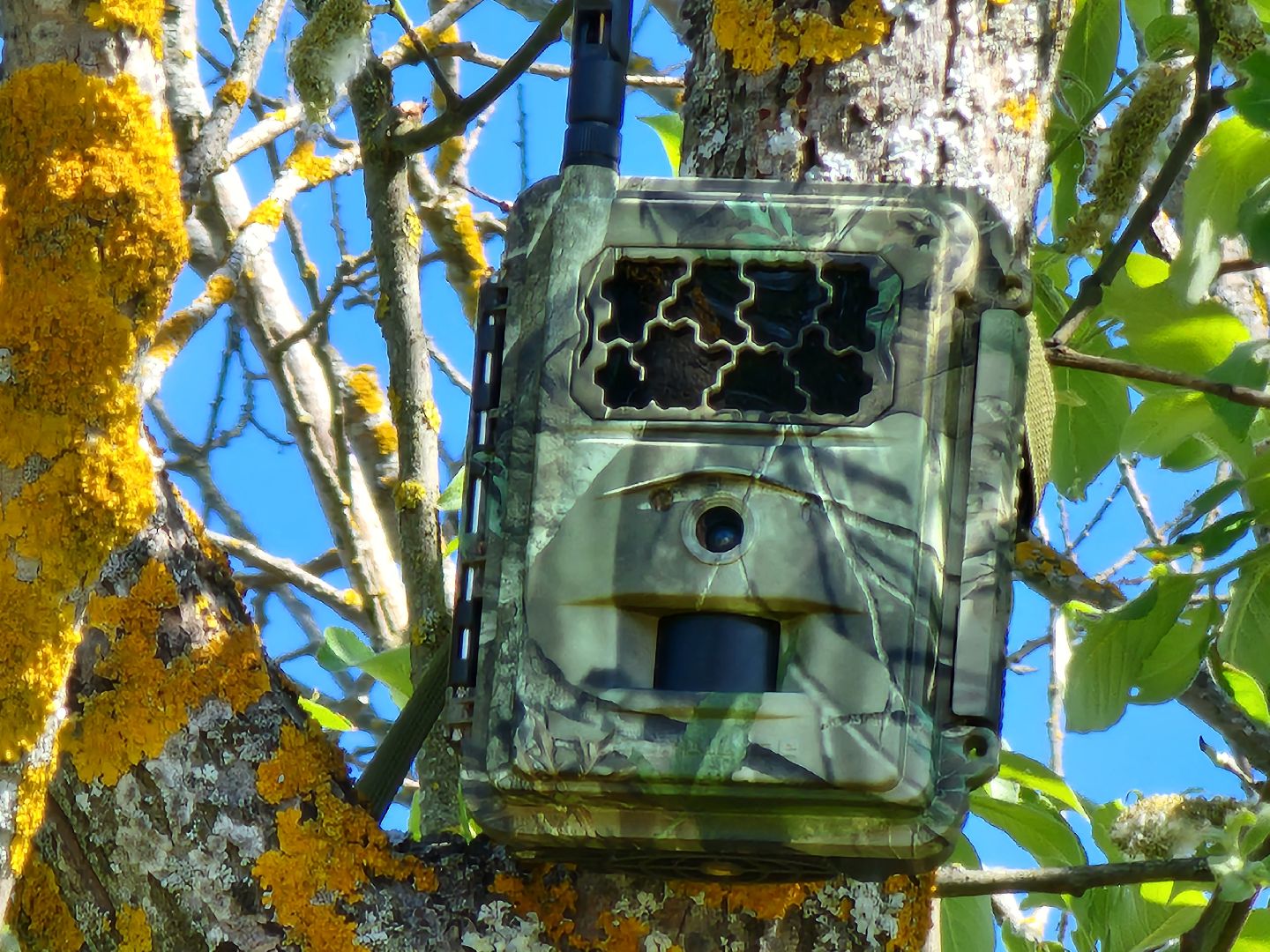 фотоловушки, незаконный вывоз мусора, штраф, экология, Безопасность, Руза, рузский городской округ, московская область,