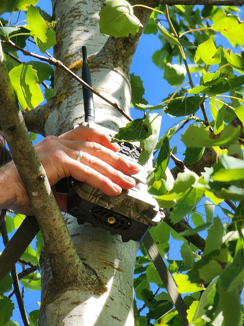 фотоловушки, незаконный вывоз мусора, штраф, экология, Безопасность, Руза, рузский городской округ, московская область,