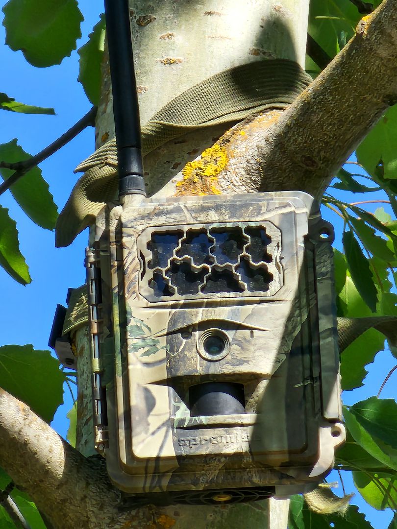 фотоловушки, незаконный вывоз мусора, штраф, экология, Безопасность, Руза, рузский городской округ, московская область,