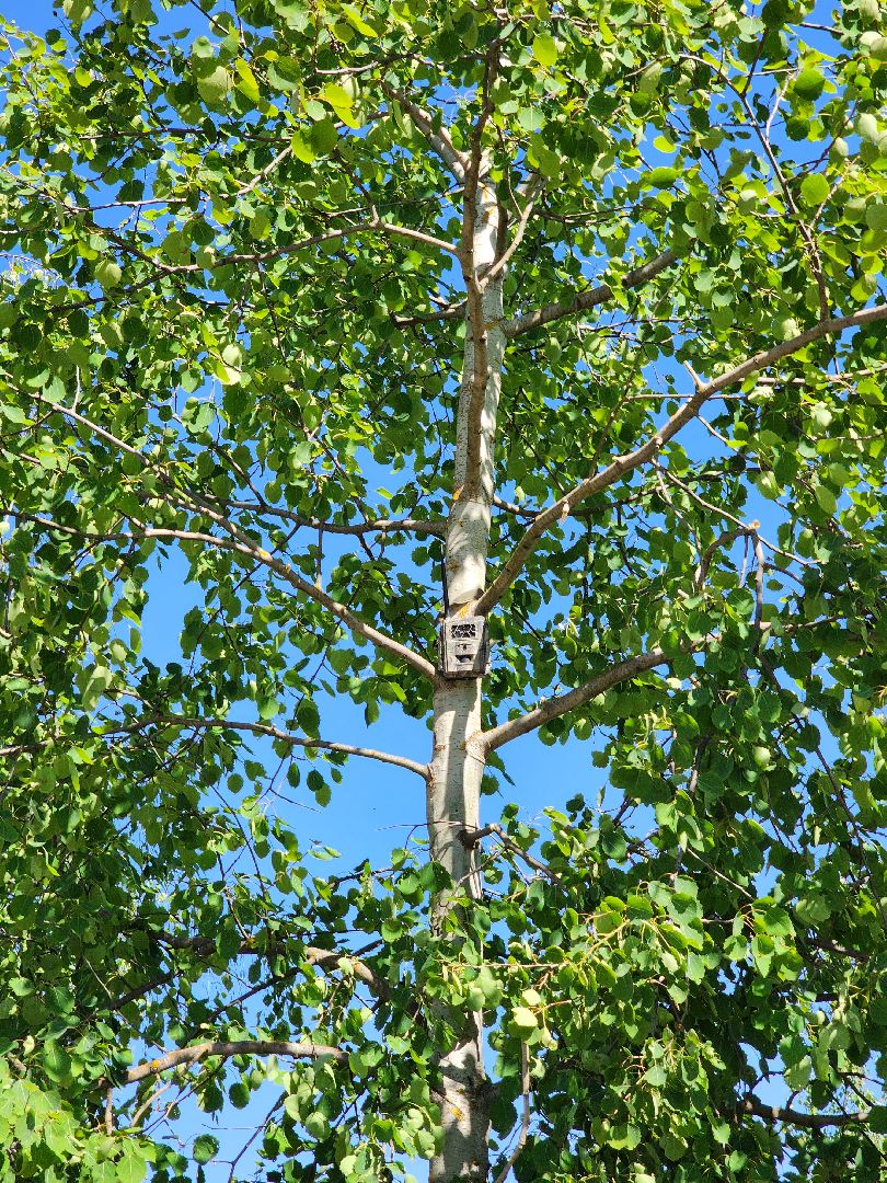 фотоловушки, незаконный вывоз мусора, штраф, экология, Безопасность, Руза, рузский городской округ, московская область,