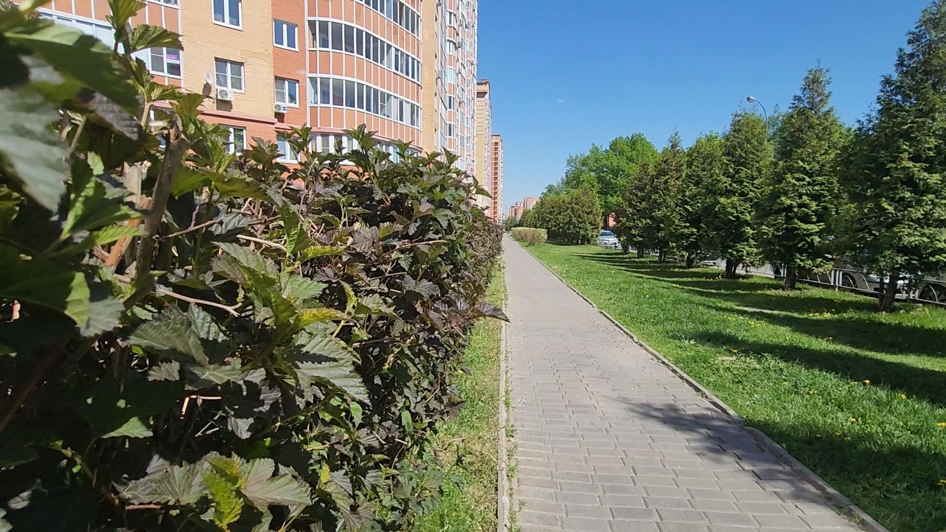 Одинцово, Благоустройство, площадка для выгула собак, санитарные нормы,