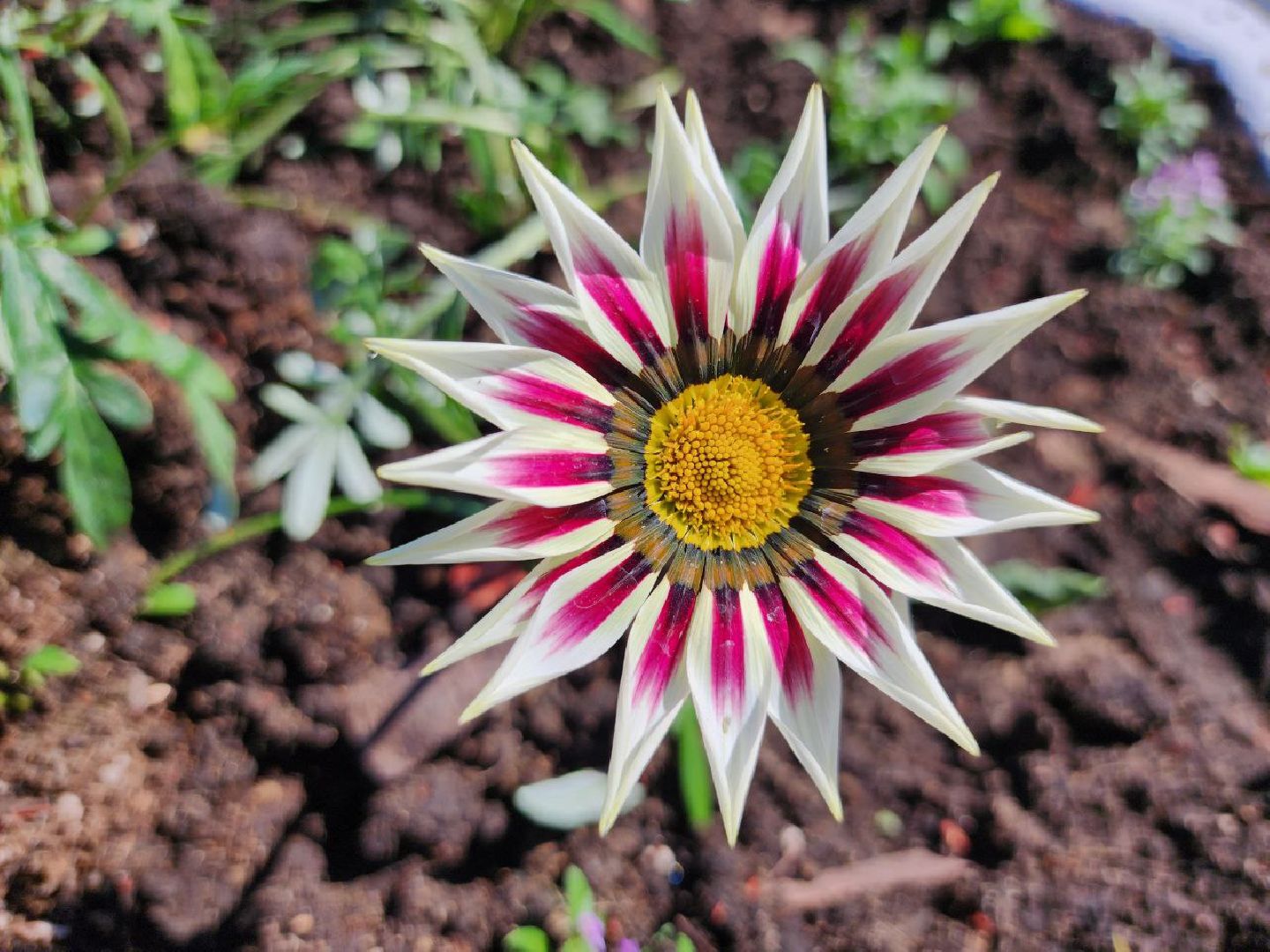 можайск, можайский городской округ, подмосковье, благоустройство, цветы, озеленение,