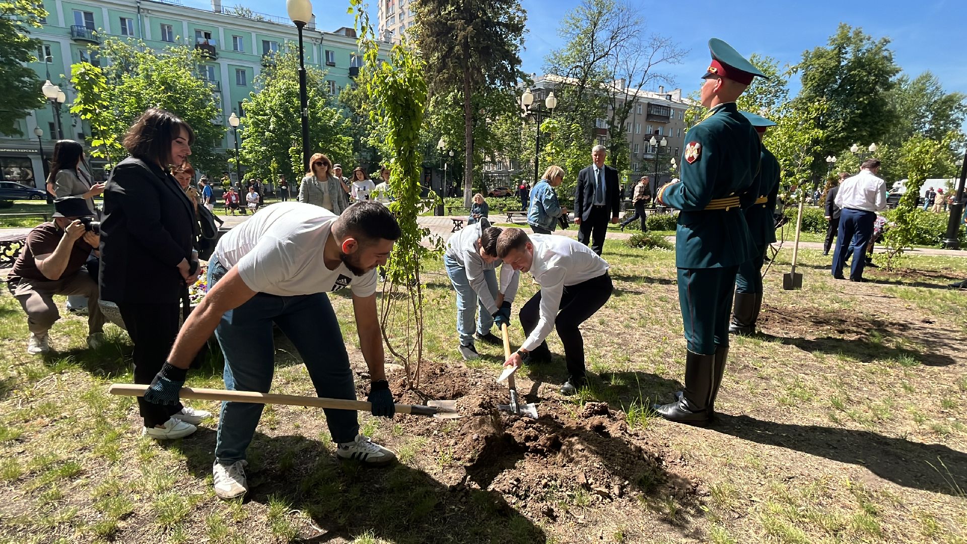 сво, посадка, клен, посадка кленов,