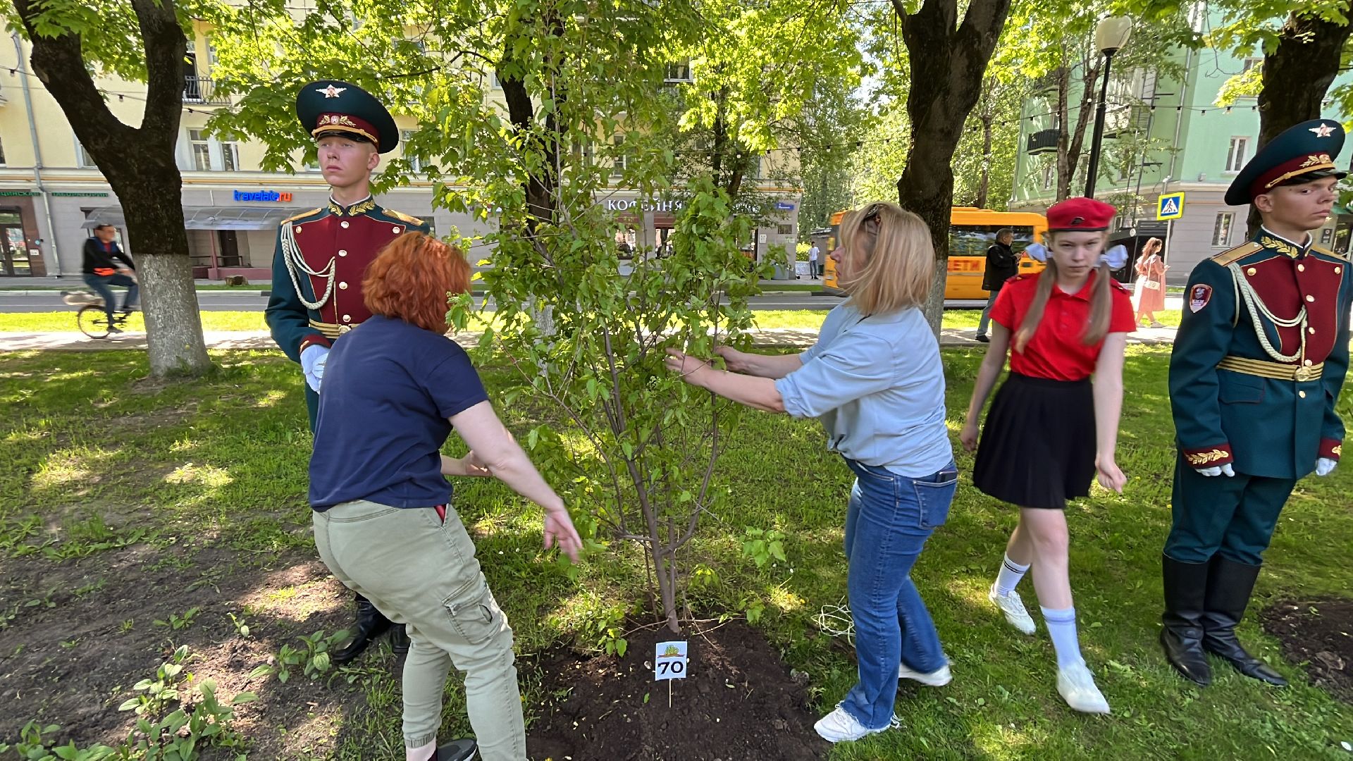 сво, посадка, клен, посадка кленов,