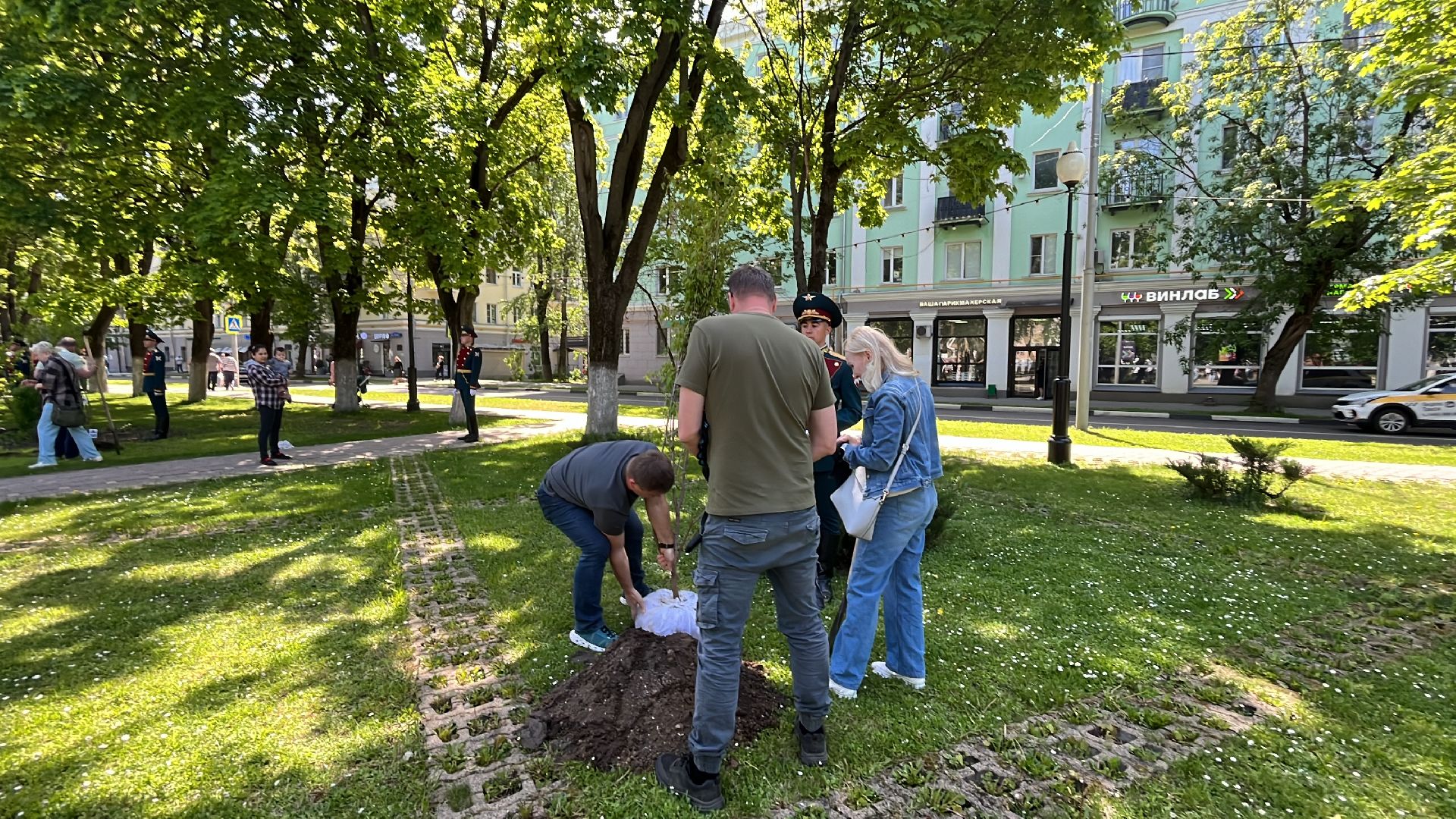 сво, посадка, клен, посадка кленов,