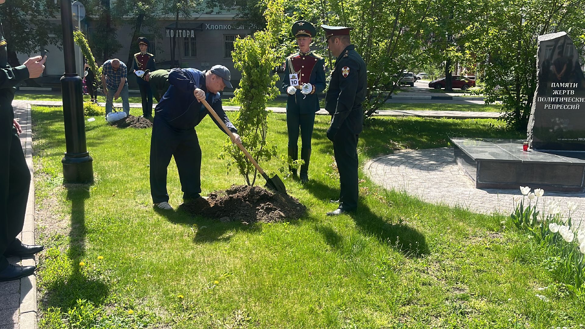 сво, посадка, клен, посадка кленов,