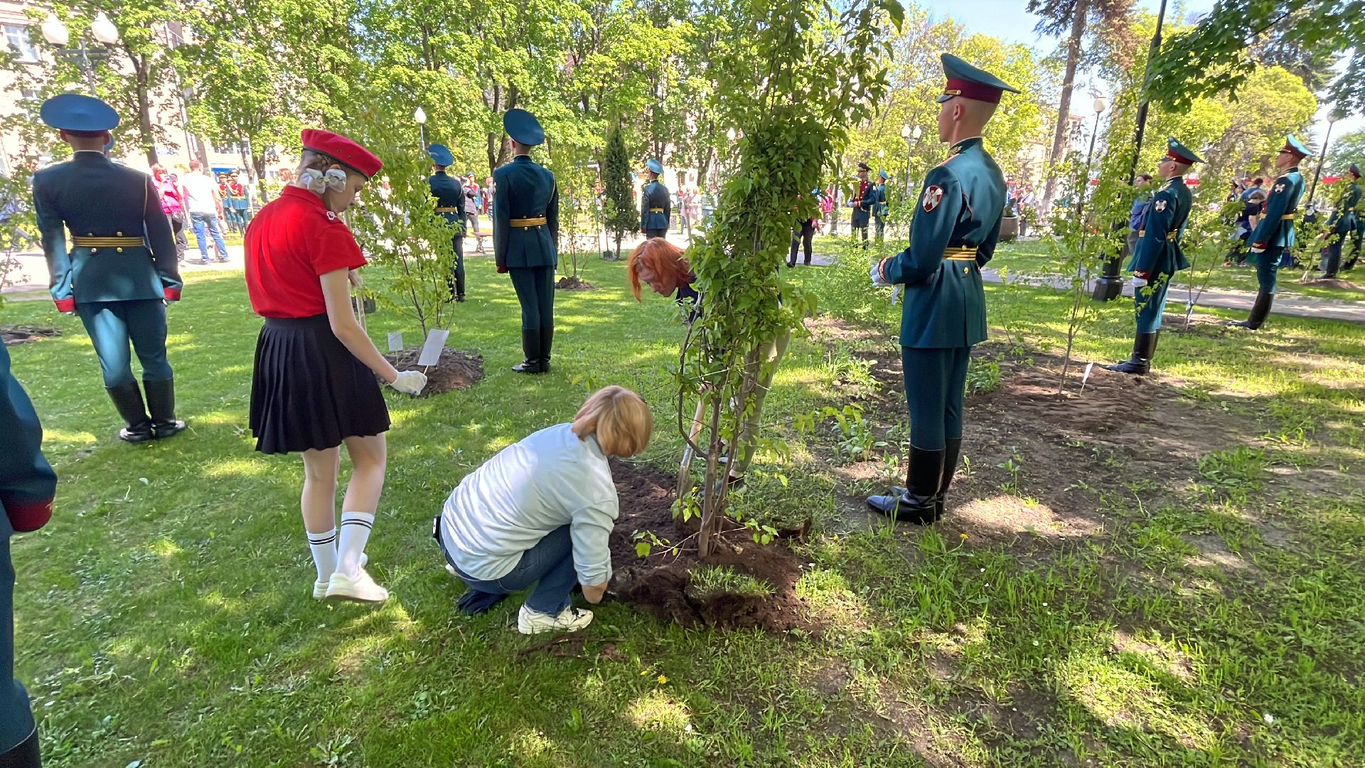 сво, посадка, клен, посадка кленов,