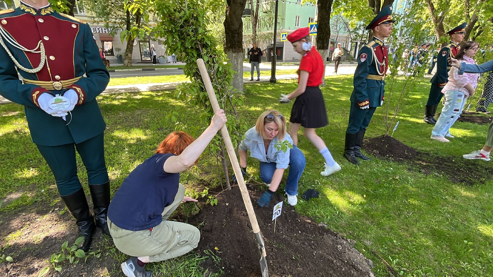 сво, посадка, клен, посадка кленов,