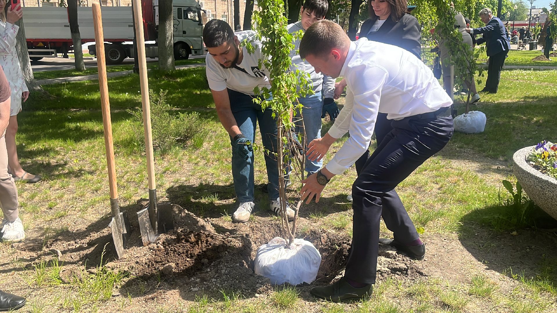 сво, посадка, клен, посадка кленов,