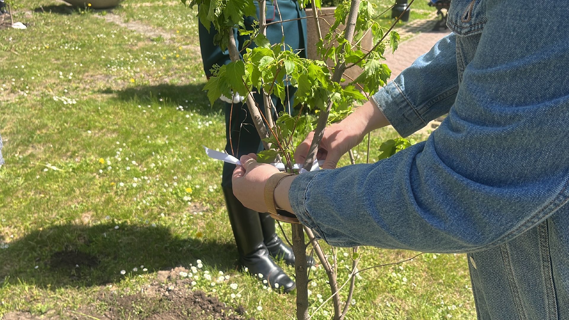 сво, посадка, клен, посадка кленов,