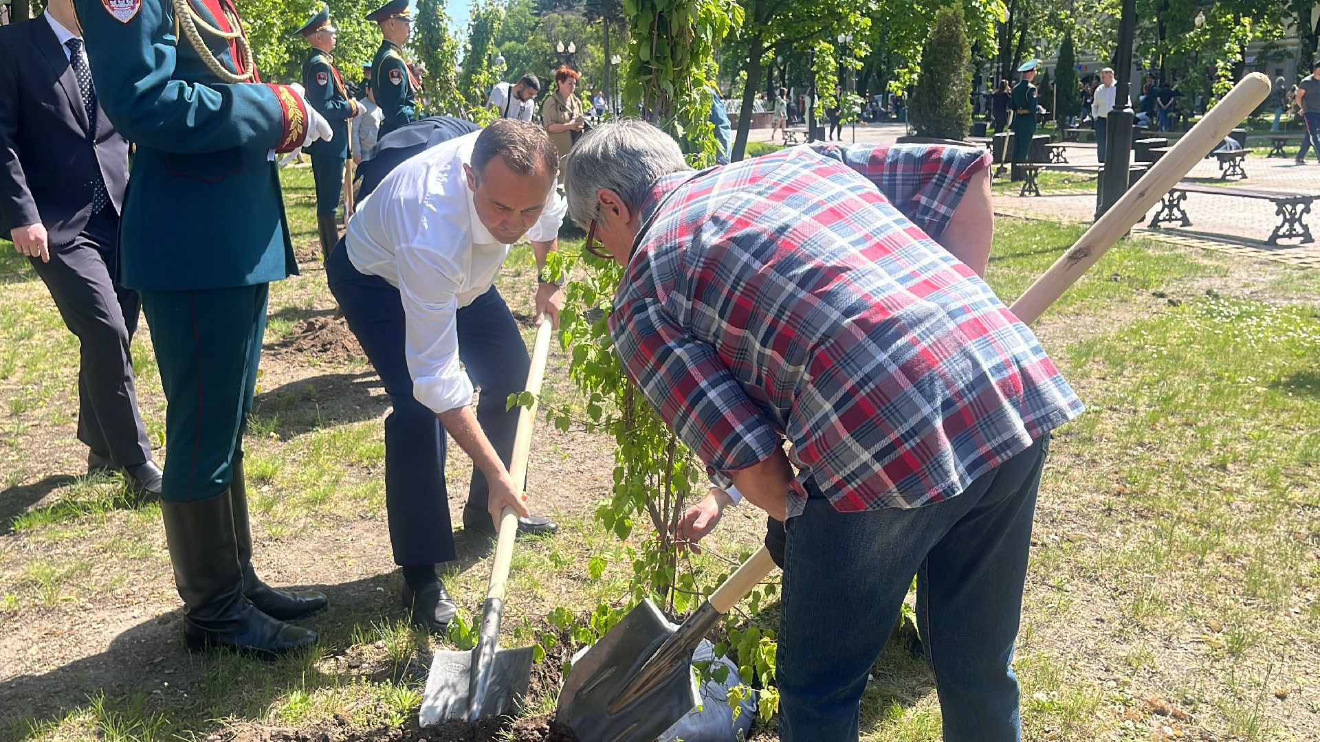сво, посадка, клен, посадка кленов,