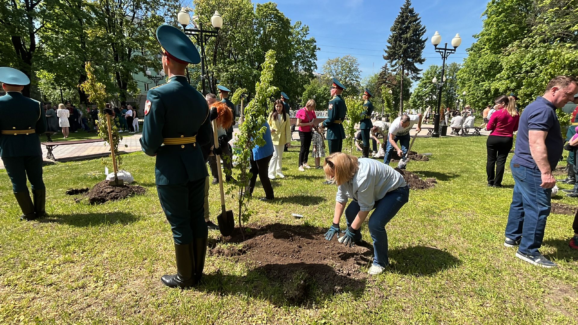 сво, посадка, клен, посадка кленов,