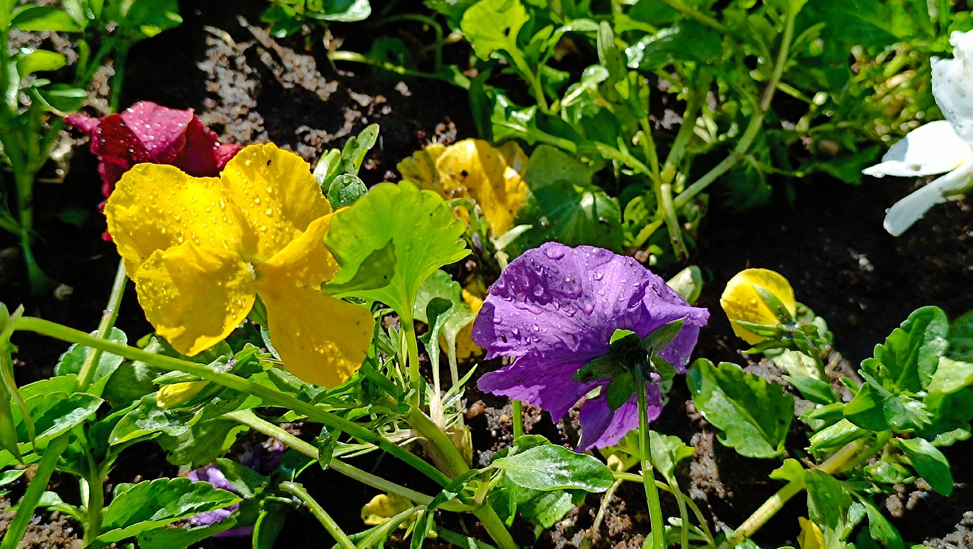 цветы, лобня, благоустройство,