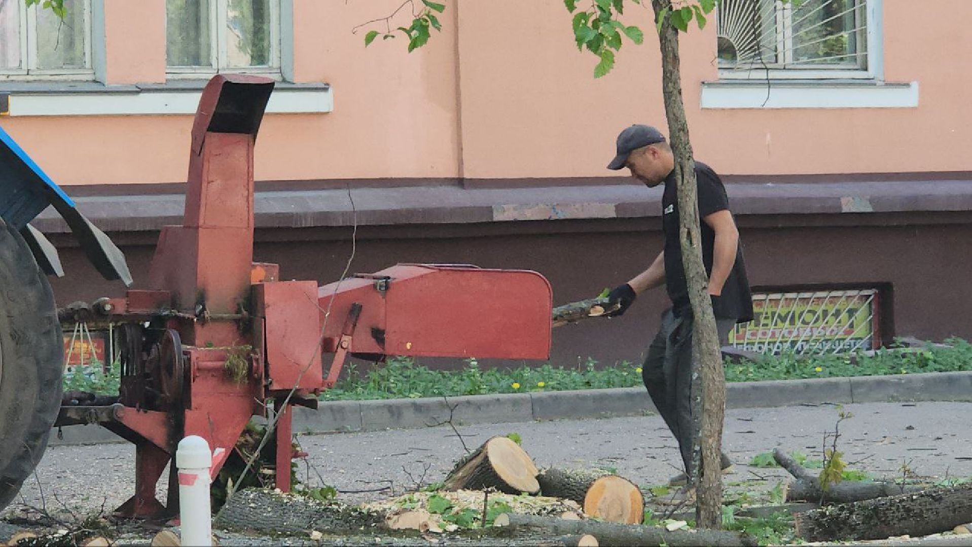 люберцы, аварийные деревья, опиловка деревьев,