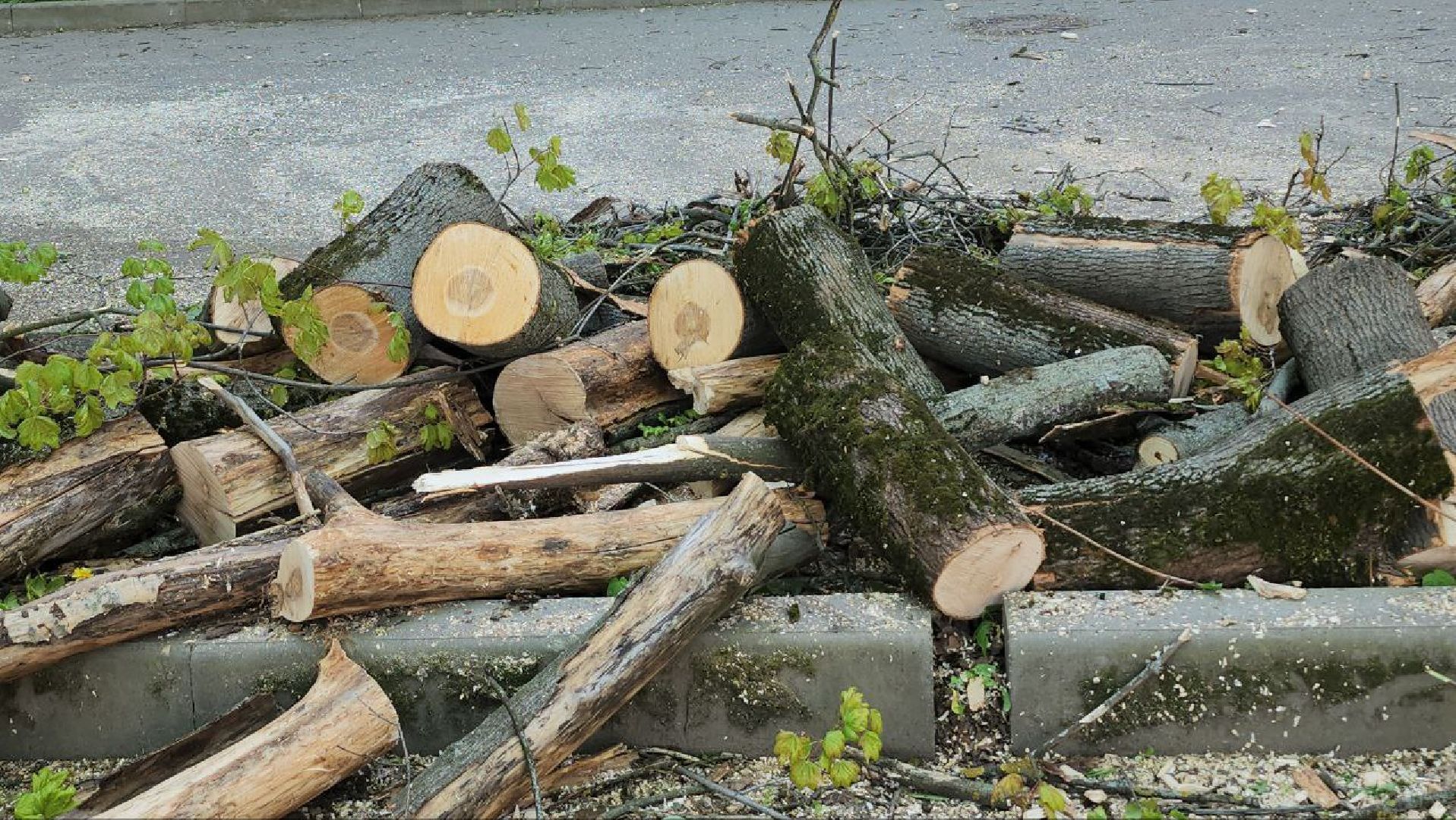 люберцы, аварийные деревья, опиловка деревьев,