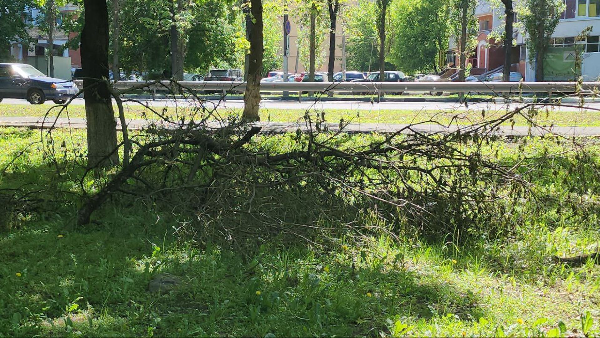 люберцы, аварийные деревья, опиловка деревьев,