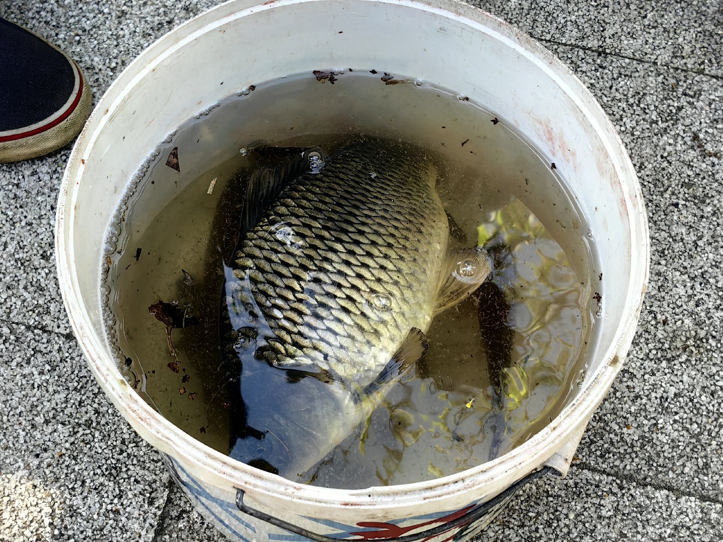 рыбалка, день города, улов, награда, грамота, озеро,