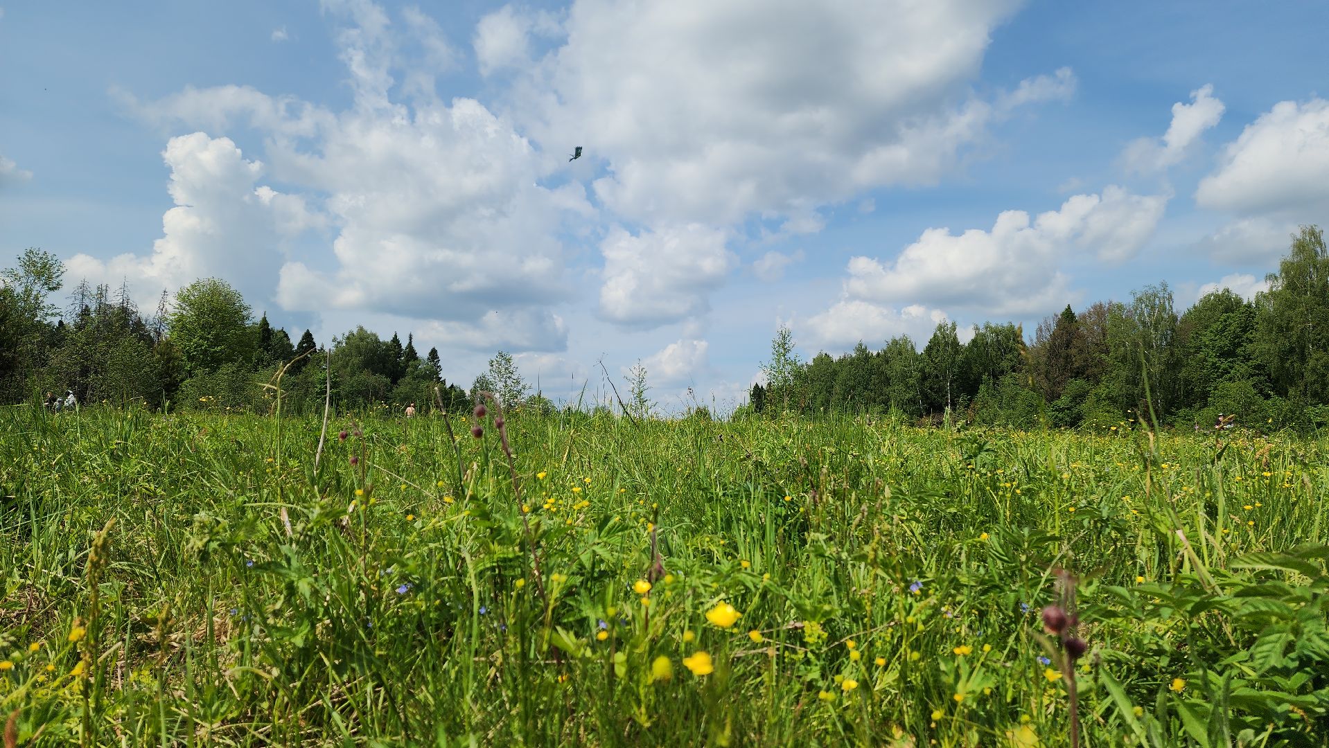 красногорск, черневская поляна, воздушные змеи, турнир, год семьи,гоголь, экология, лес будущего,