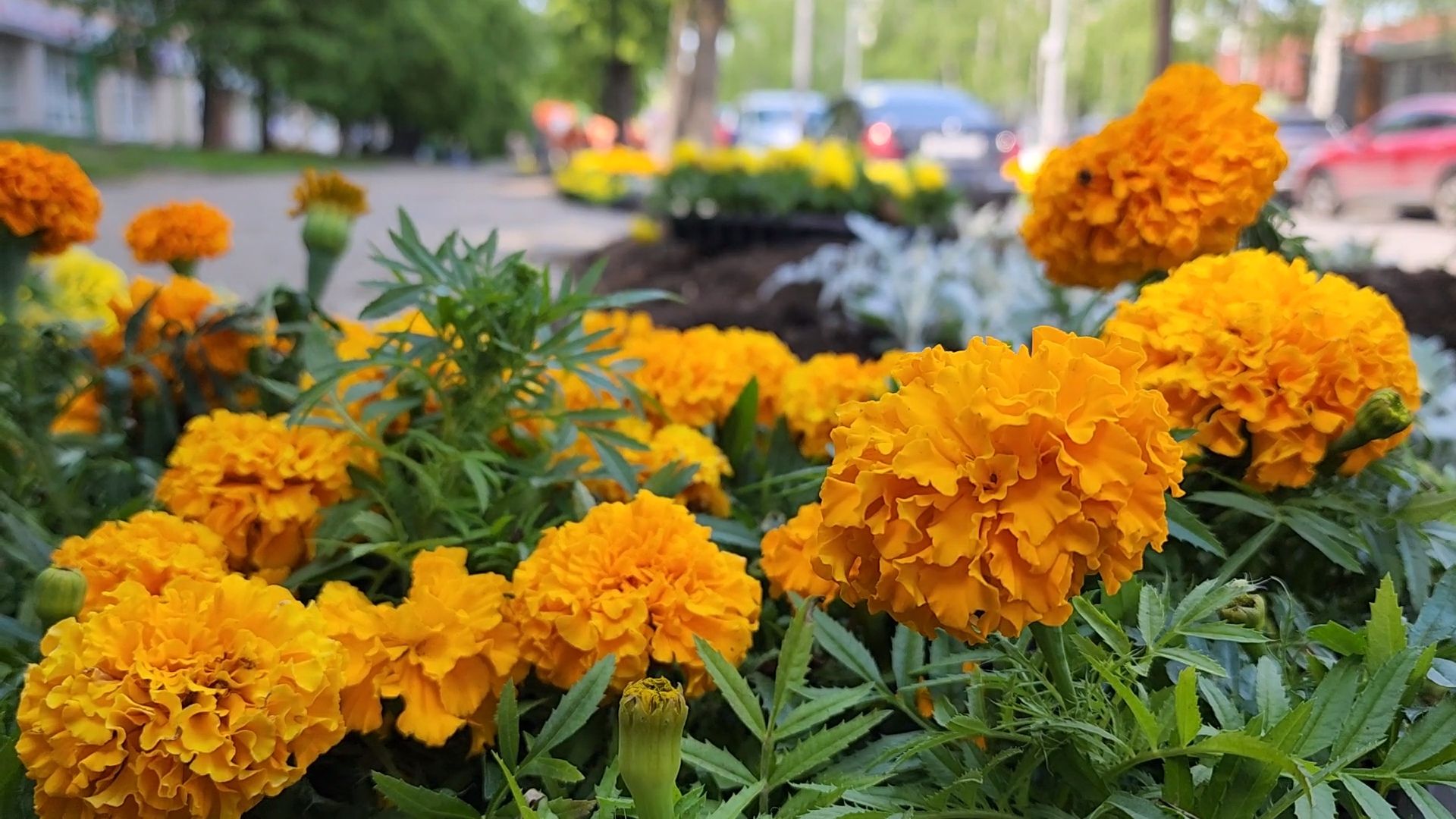 одинцово, благоустройство, мбу, озеленение,