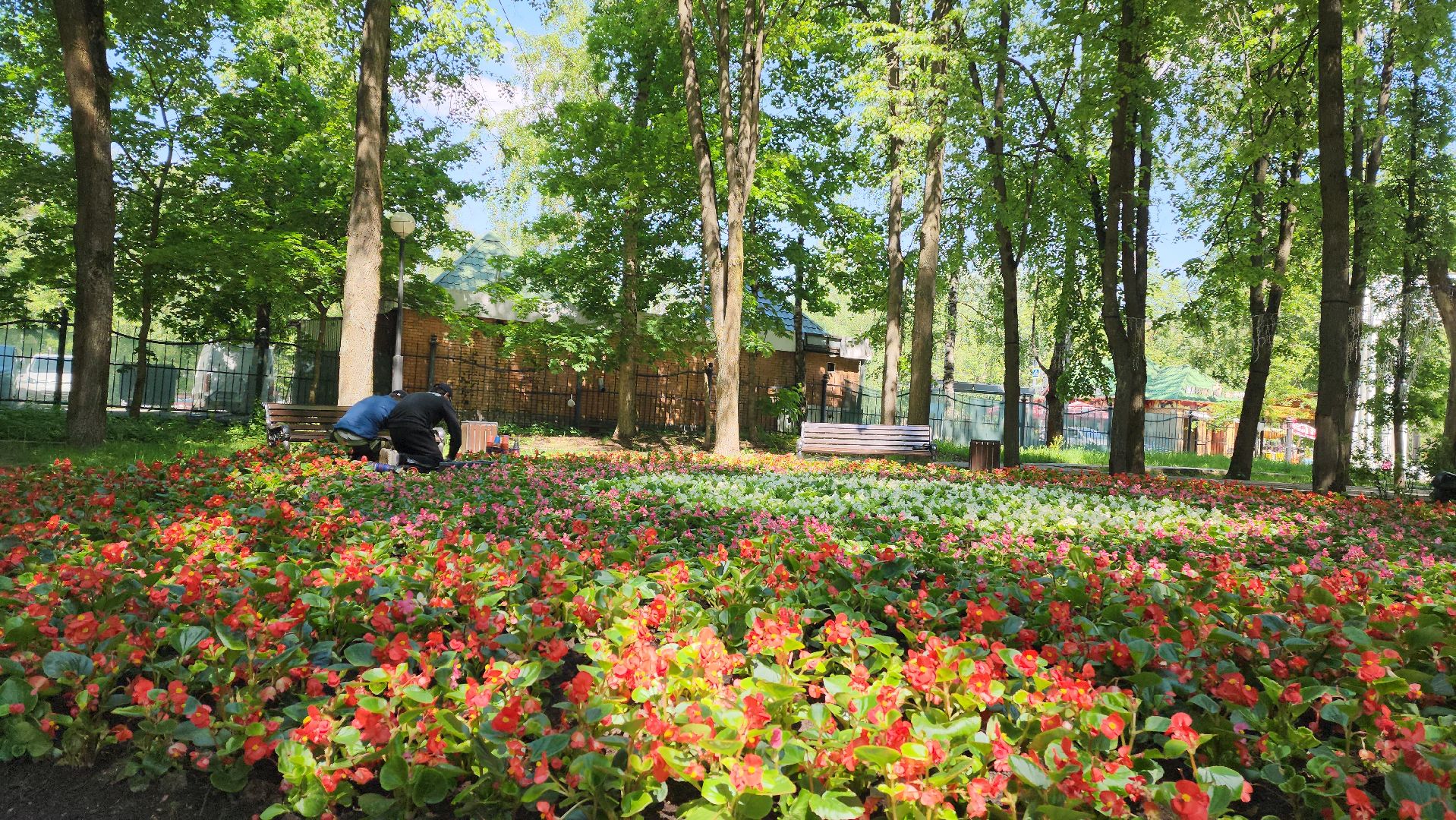 красногорск, городской парк, цветы,