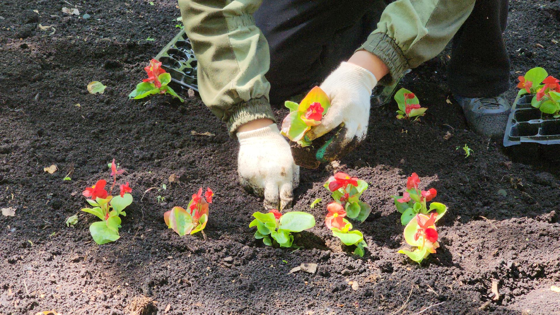 красногорск, городской парк, цветы,