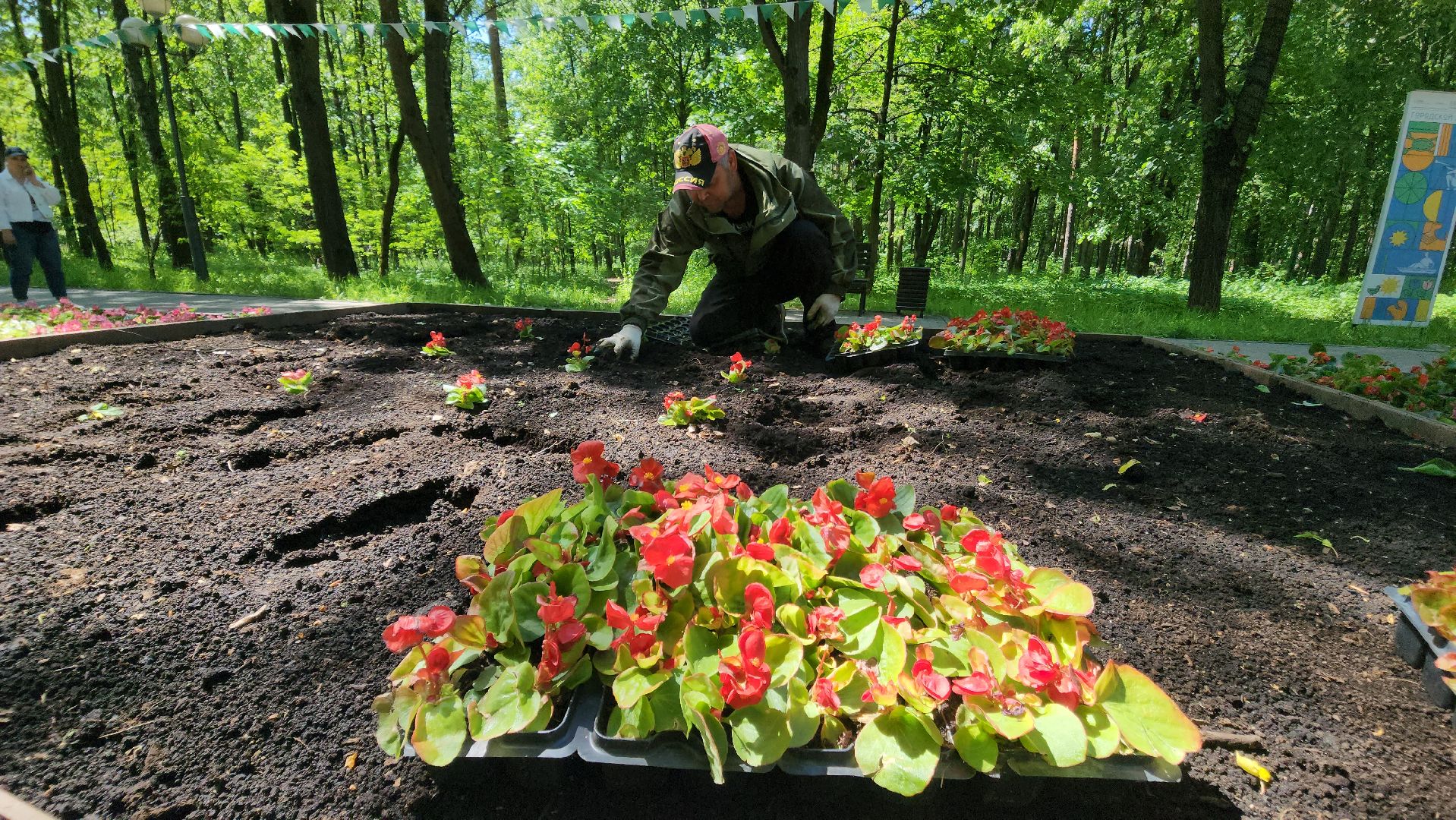 красногорск, городской парк, цветы,