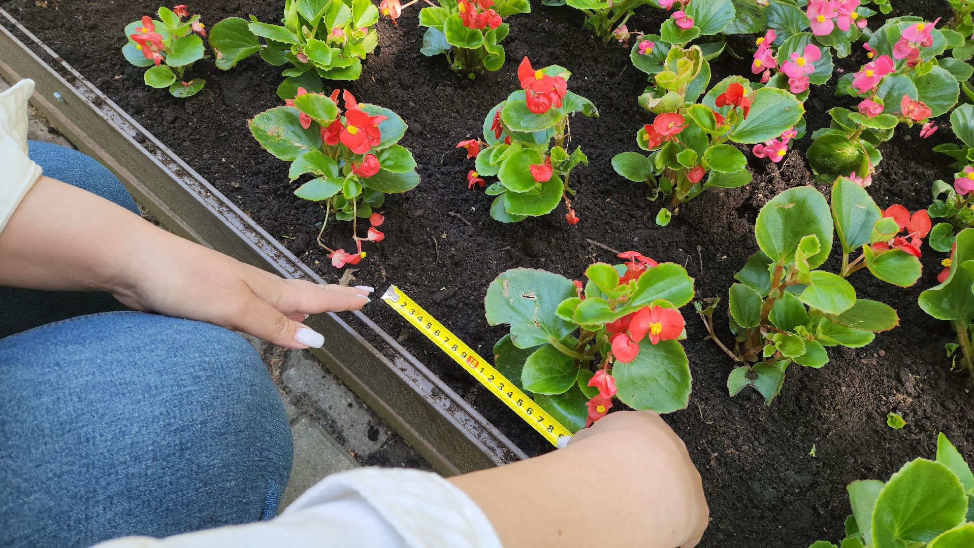 красногорск, городской парк, цветы,