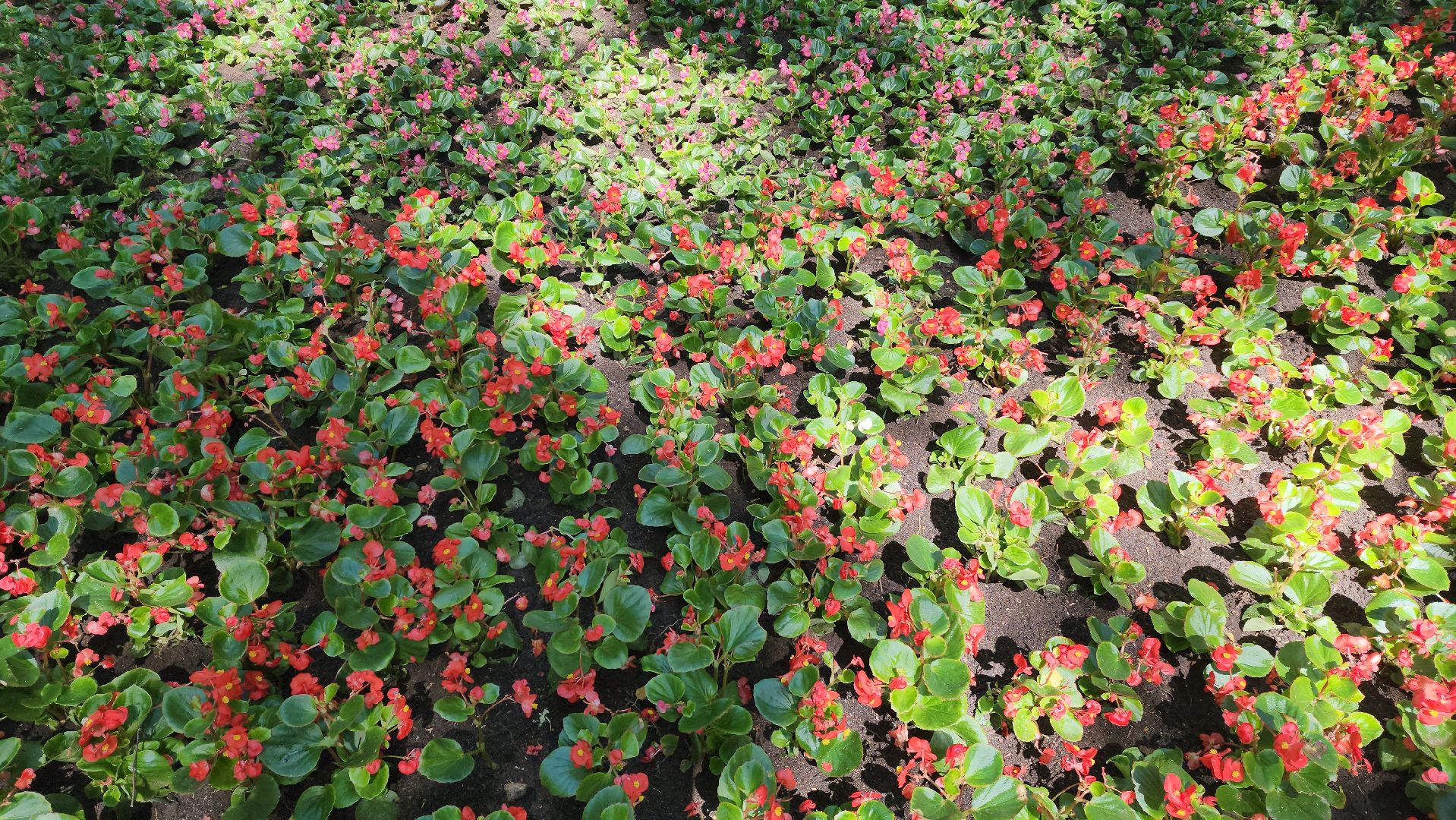 красногорск, городской парк, цветы,