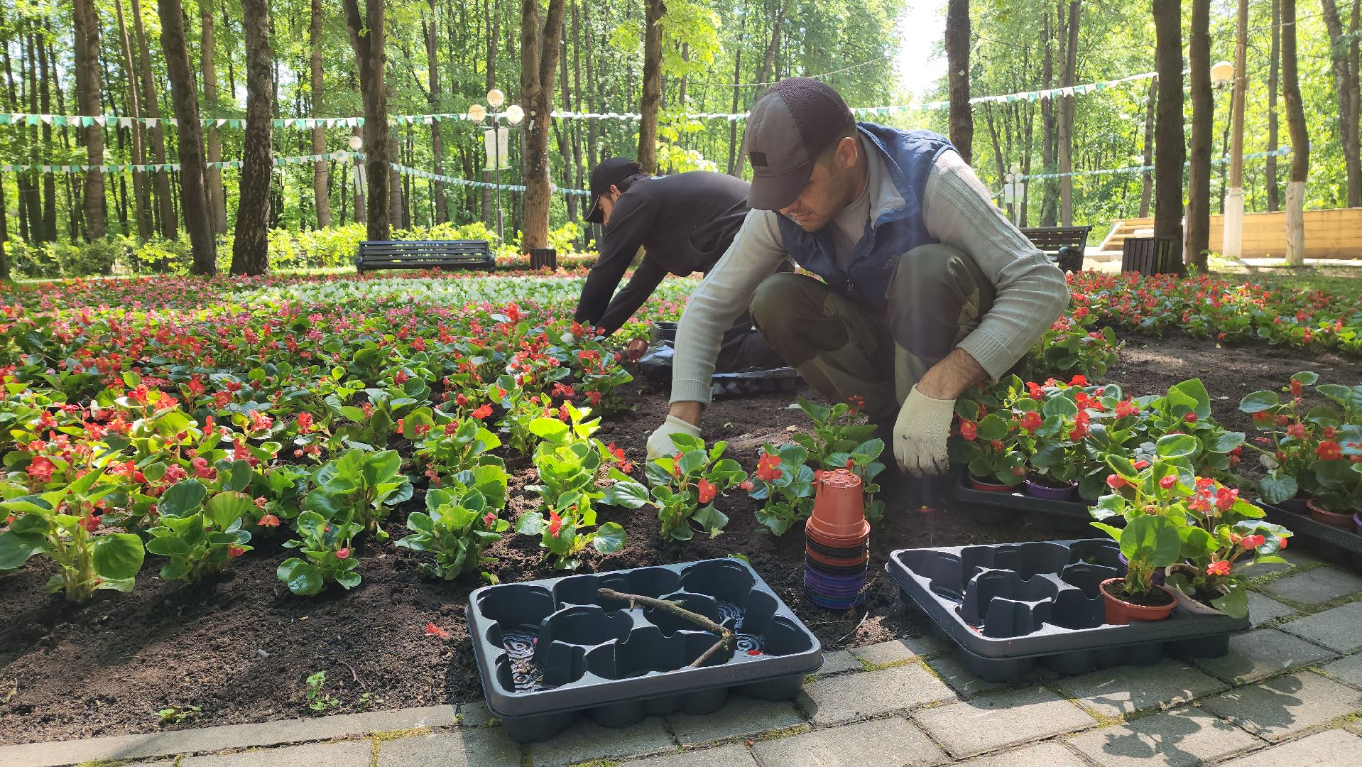 красногорск, городской парк, цветы,