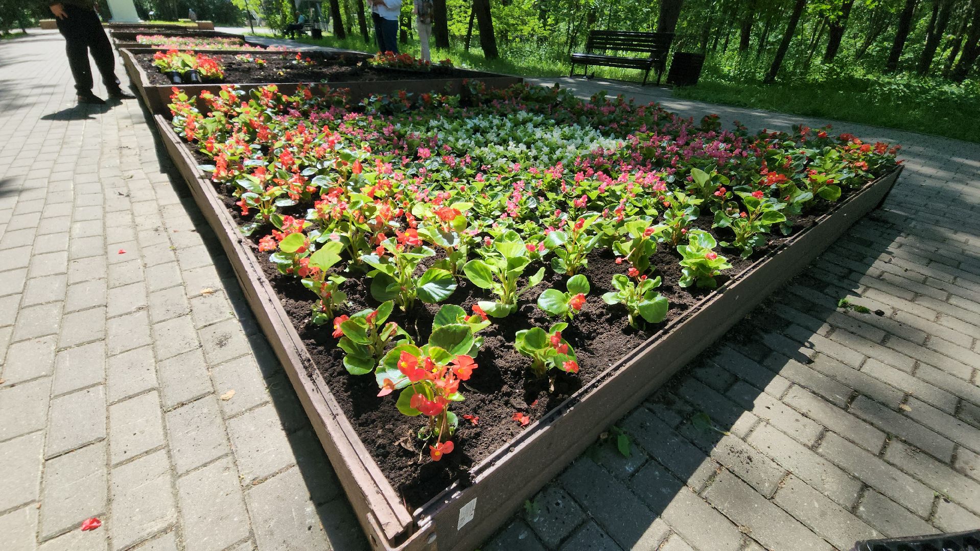 красногорск, городской парк, цветы,