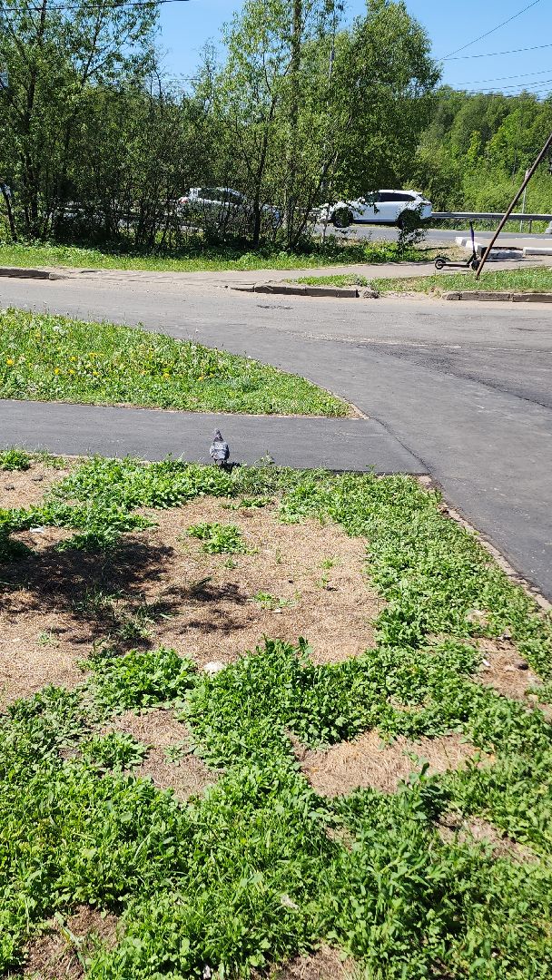 электросталь, мой город, благоустройство, благоустройство двора, благоустройство дворов, народные тропы,