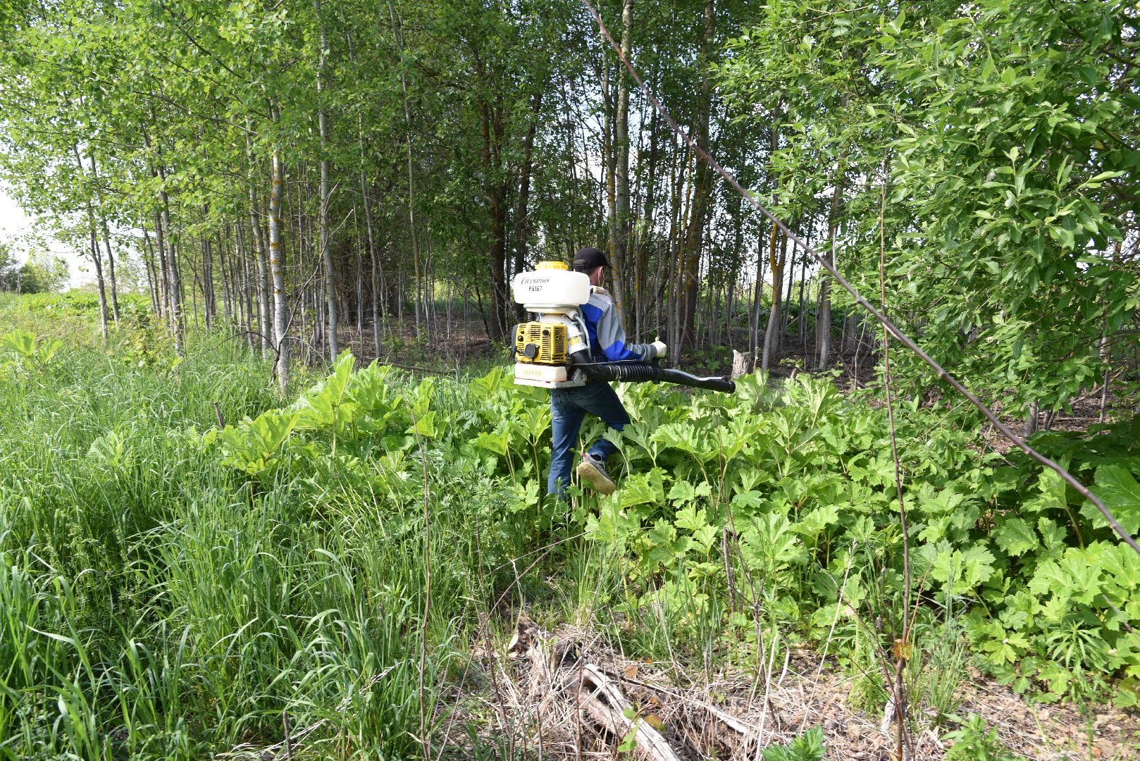 лотошино, борщевик, борщевик сосновского, борьба с борщевиком, экология,