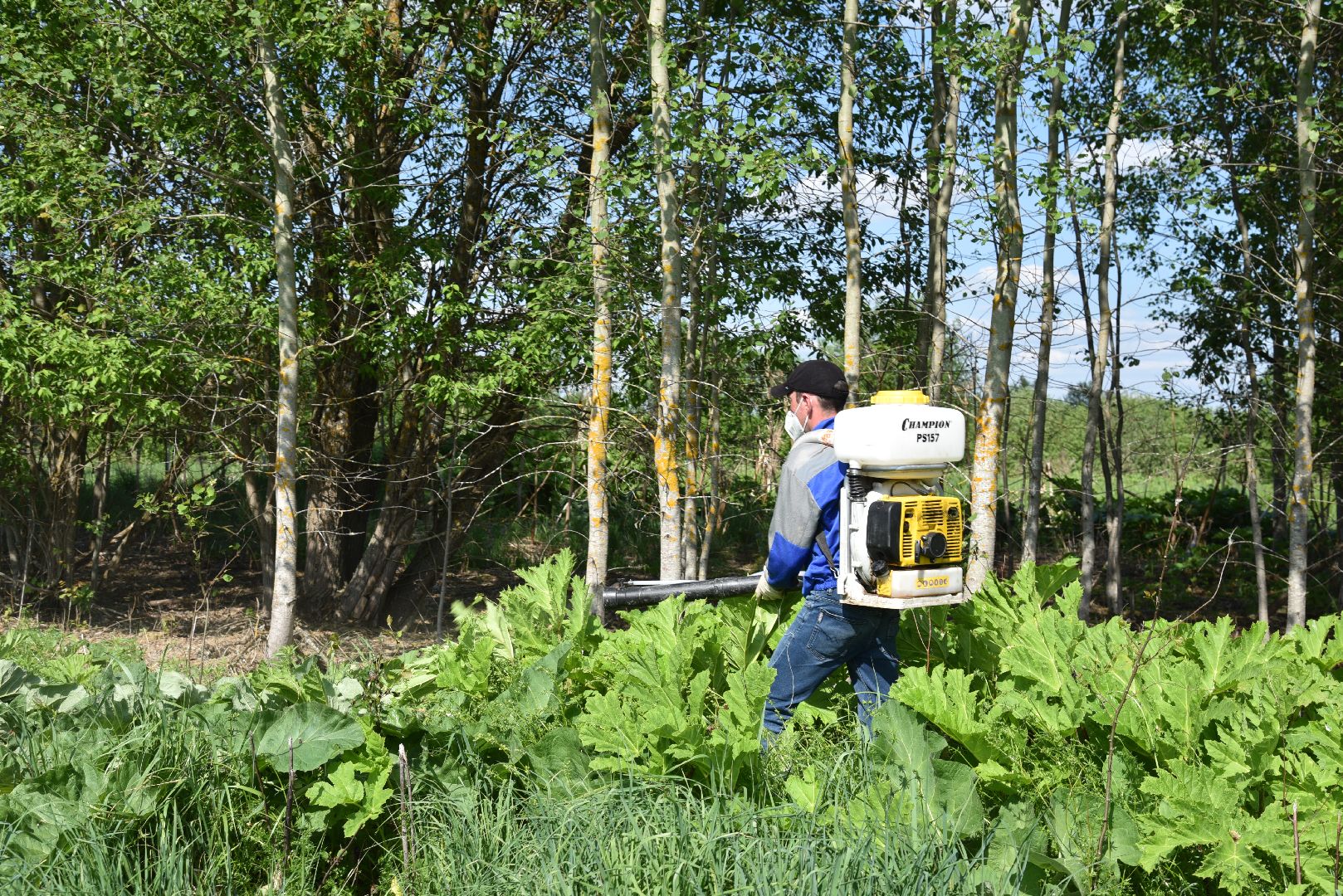 лотошино, борщевик, борщевик сосновского, борьба с борщевиком, экология,