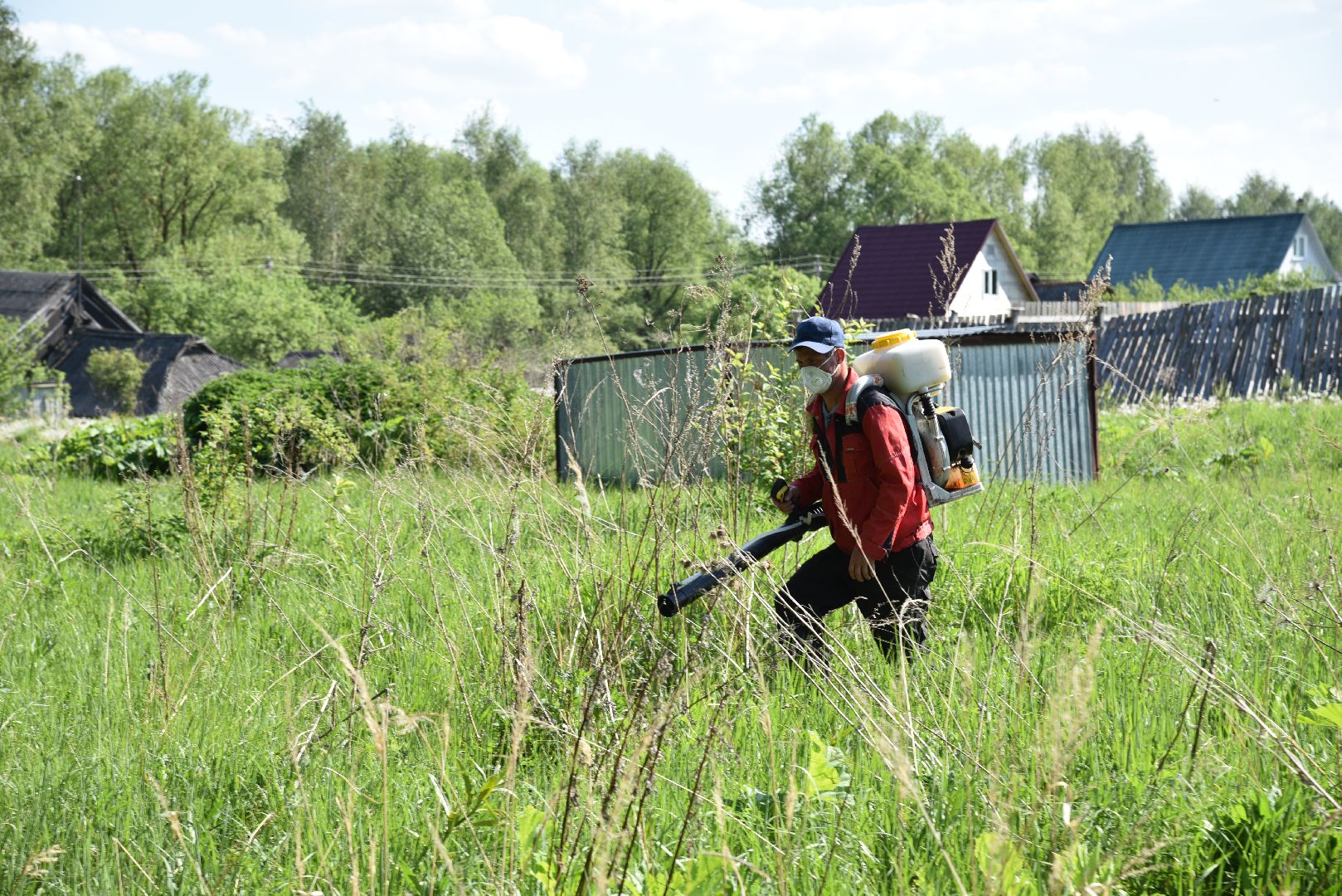 лотошино, борщевик, борщевик сосновского, борьба с борщевиком, экология,