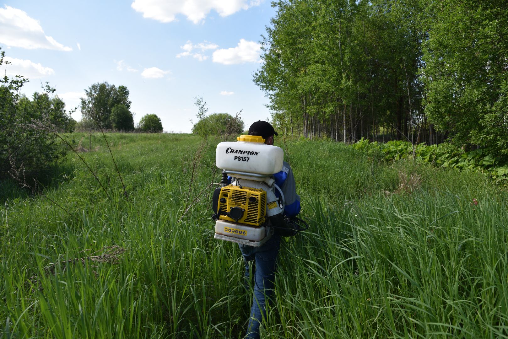лотошино, борщевик, борщевик сосновского, борьба с борщевиком, экология,